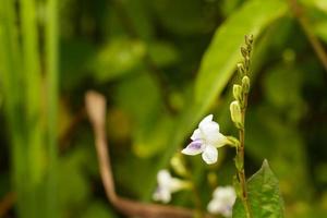 belles fleurs sauvages blanches qui fleurissent le matin. photo