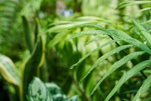 gouttes de pluie sur les feuilles ou les brins d'herbe naturelle avec un espace de copie magnifique sur la pelouse. photo