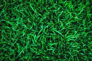 la texture de l'herbe verte photo