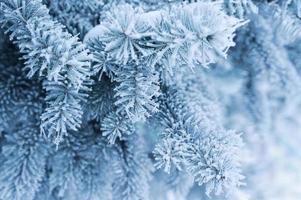 fond avec une branche de pin couverte de neige. photo