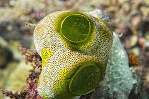 Détail de corail dur ascidien vert photo