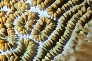 Détail macro de corail dur de raja ampat, papouasie indonésie photo