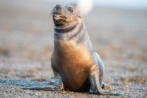 lion de mer sur la plage en patagonie photo