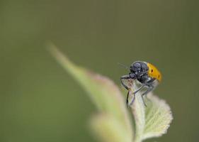 macro de coccinelle orange sur fond vert photo