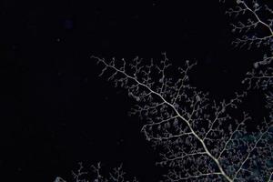 crinoïde sous l'eau en plongée photo