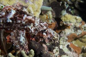 portrait de poisson lion scorpion photo