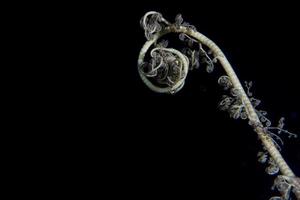 crinoïde sous l'eau en plongée photo