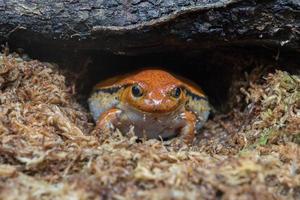 portrait de grenouille endémique orange et rouge de madagascar photo