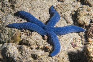 une étoile de mer bleue accrochée au récif photo