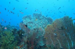 récif sous-marin coloré de raja ampat papouasie, indonésie photo