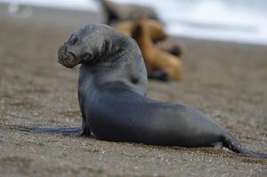 lion de mer sur la plage en patagonie photo