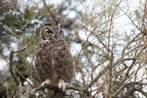 portrait de hibou gris en vous regardant photo