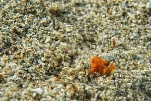 bébé grenouille poisson le plus petit du monde photo