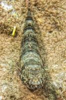 poisson lézard coloré sur les rochers du récif photo