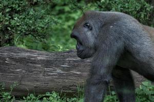 gorille singe singe gros plan portrait photo