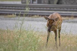 cerfs wapiti près de la gare dans les montagnes rocheuses photo