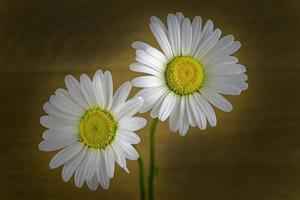 deux fleurs de marguerites photo