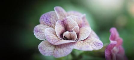 Les images en gros plan de la rose impattiens double sont des annuelles de jardin populaires. photo
