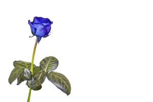 une seule rose bleue photo