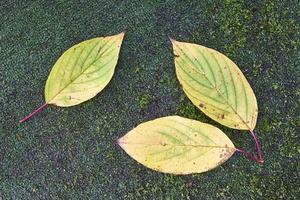 feuilles et pierre photo