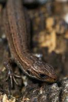 lézard sur la pierre photo