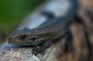 lézard sur le mur photo