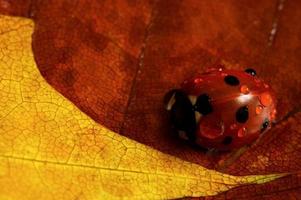 coccinelle sur la feuille photo