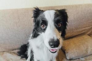 portrait drôle de mignon chiot border collie sur canapé. nouveau membre adorable de la famille petit chien qui a l'air heureux et sorti, jouant à la maison à l'intérieur. concept de soins pour animaux de compagnie et d'animaux. photo