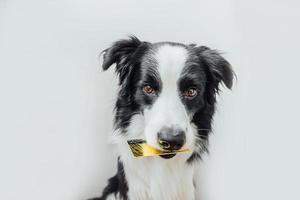 Chiot mignon chien border collie tenant une carte de crédit bancaire en or dans la bouche isolé sur fond blanc. petit chien avec des yeux de chiot drôle de visage en attente de vente en ligne, concept de financement de la banque d'investissement commercial photo