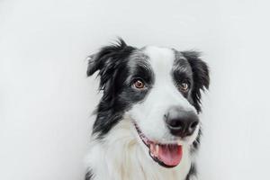 drôle de portrait en studio de mignon chiot souriant border collie isolé sur fond blanc. nouveau membre charmant de la famille petit chien regardant et attendant une récompense. concept de soins pour animaux de compagnie et d'animaux. photo