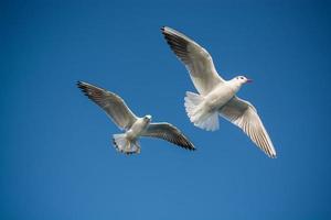 paire de mouettes volant dans un ciel bleu photo