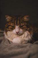 portrait de chat grossier photo