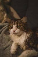 portrait d'un chat aux yeux verts photo