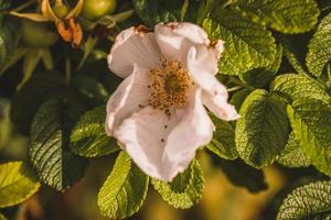 photo macro de fleur colorée