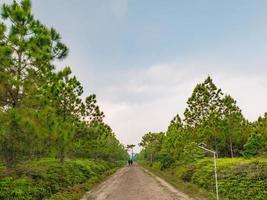 personnes inconnues faisant du trekking au sommet du parc national de la montagne phu kradueng dans la ville de loei en thaïlande.parc national de la montagne phu kradueng la célèbre destination de voyage de la thaïlande photo