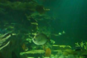 flou abstrait de l'océan sous-marin pour le fond photo