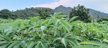 plantation de manioc.feuilles vertes du jardin. fond naturel photo