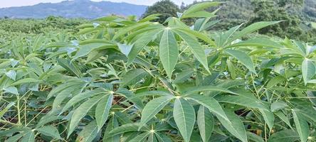 plantation de manioc.nature feuilles vertes jardin photo