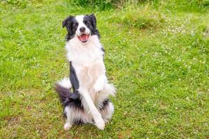 portrait en plein air d'un mignon chiot border collie souriant assis sur fond de parc d'herbe. petit chien avec une drôle de tête sautant dans une journée d'été ensoleillée à l'extérieur. soins pour animaux de compagnie et concept de vie d'animaux drôles photo