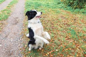 drôle de chiot border collie jouant en sautant sur des feuilles d'automne sèches dans le parc en plein air. chien reniflant des feuilles d'automne en promenade. bonjour le concept de temps froid d'automne. photo