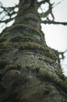 mousse qui s'accroche aux pins dans la forêt d'hiver américaine. photo