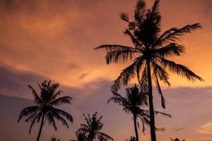 palmiers au moment du coucher du soleil.