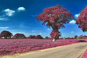 beau paysage infrarouge violet en haute résolution photo