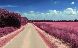 beau paysage infrarouge violet en locations. photo