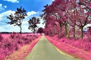 beau paysage infrarouge violet en haute résolution photo