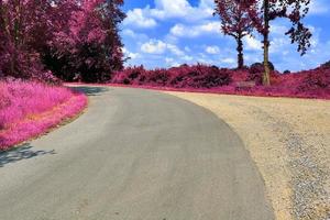 beau paysage infrarouge violet en haute résolution photo