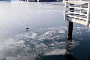 mouettes sur l'eau gelée au port de kiel en allemagne photo