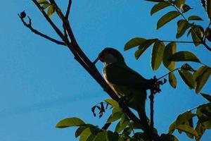 oiseaux envahissants dans les environs de la ville de barcelone photo