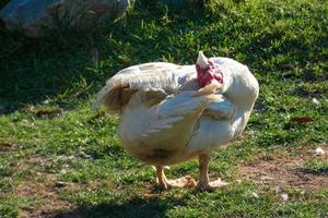 animaux domestiques dans une ferme pendant la saison estivale photo