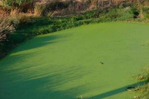 oiseau dans une zone humide près d'une rivière photo